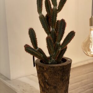 Cactus + pot