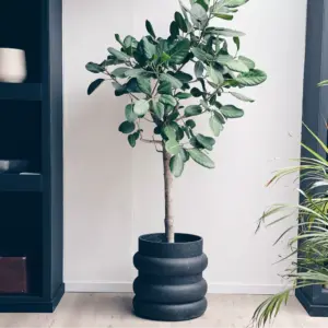 Halo black Planter Junior